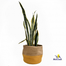 Maati Jute Planter Pots
