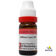 Allium cepa