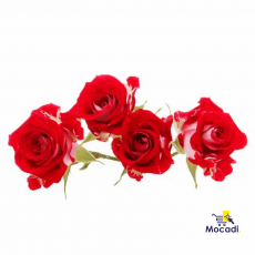 Cut Roses Flower