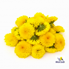 Chrysanthemum/Shevanti Flower