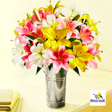 7 Asiatic Lilies
