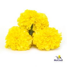Marigold - Yellow