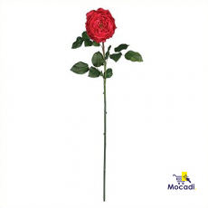 Rose Stems