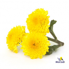 Chrysanthemum (Shevanti)