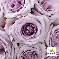 Lavender Ocean Song Rose