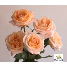 Peach Tiffany Rose