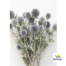 Blue Dried Echinops Globe Thistles...